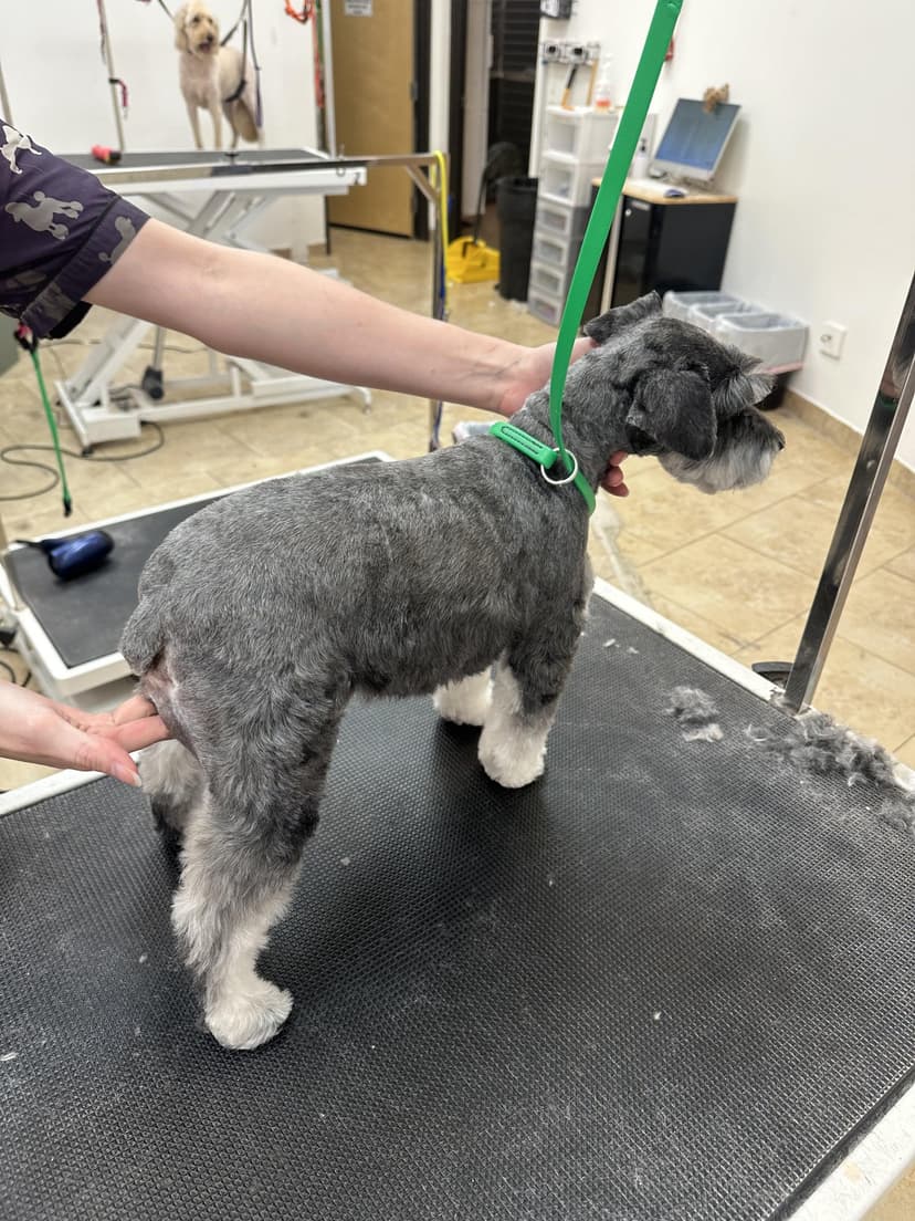 Grooming by Santi