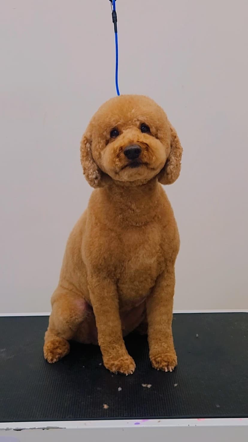 Grooming by Kris