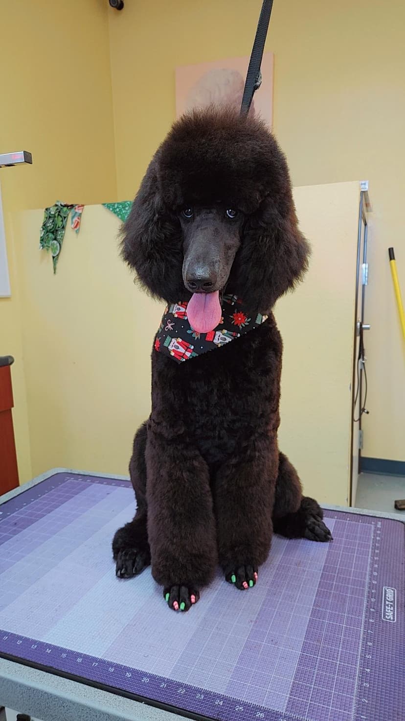 Grooming by Kris
