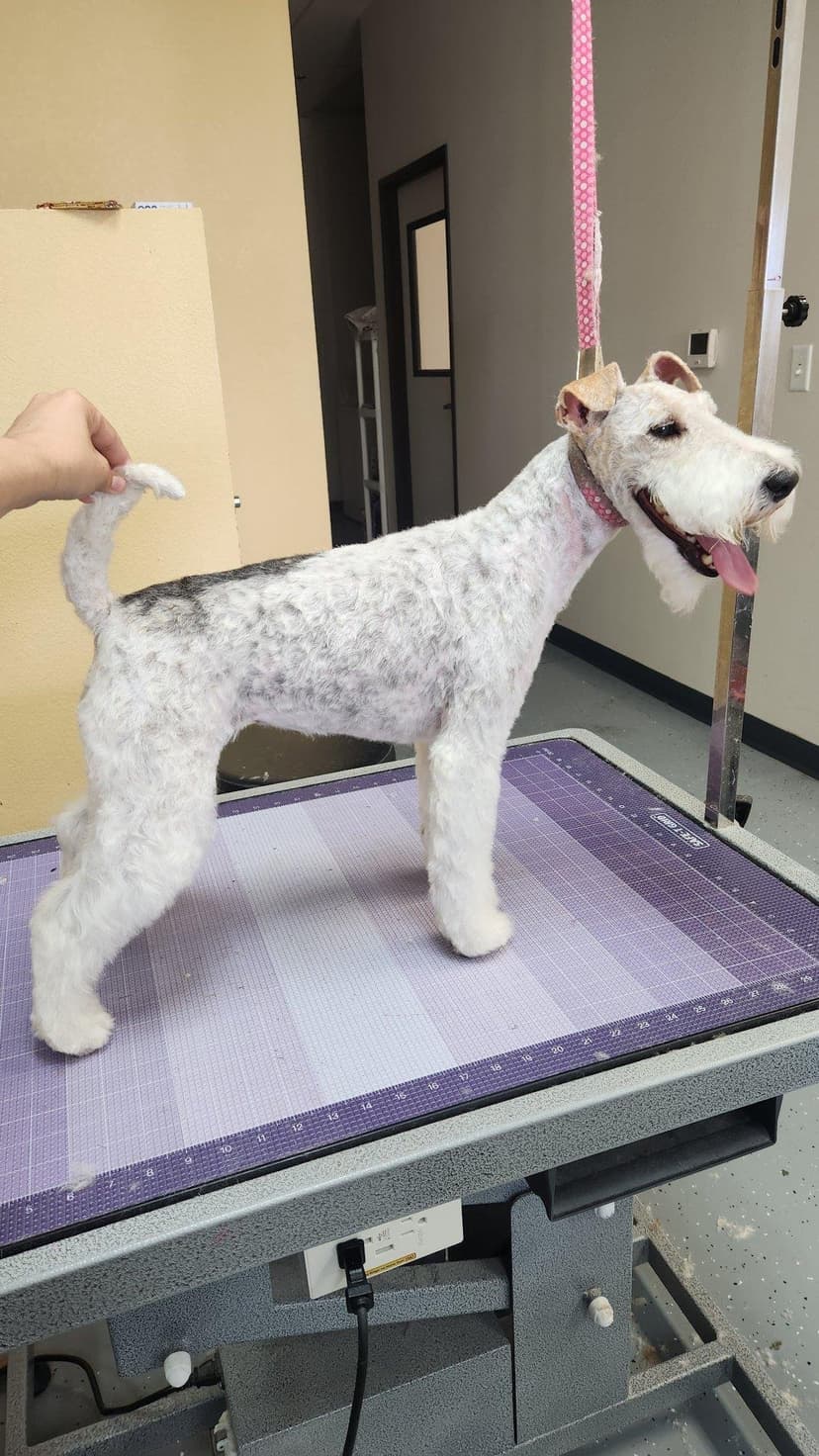 Grooming by Kris