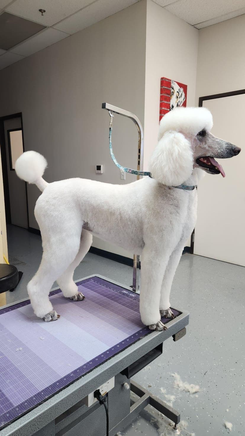 Grooming by Kris