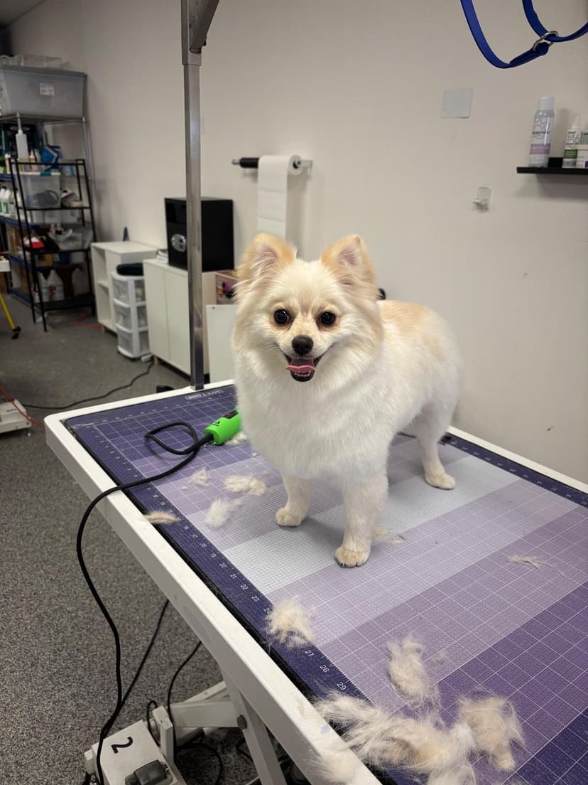 Groom by Rebeca at Cookies N Clean