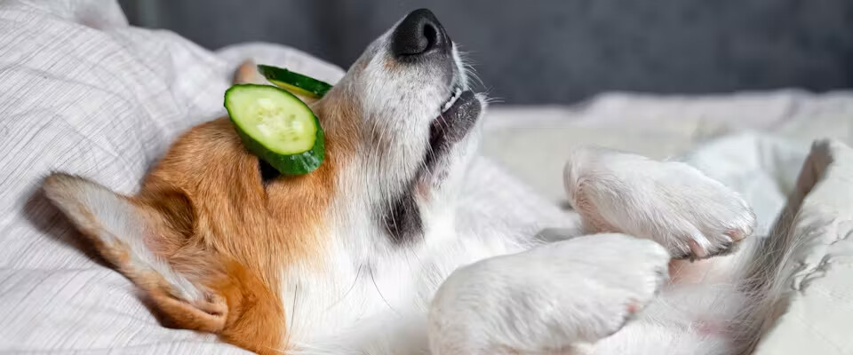 Why Your Dog Baths Don’t Work